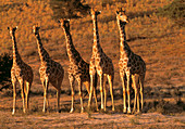 Giraffes