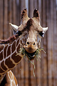 Giraffe eating