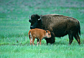 Bison cow and calf