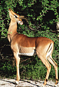 Male impala grazing