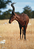 Red hartebeest