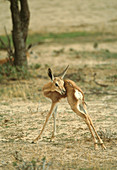 Springbuck calf