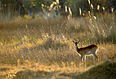 Lechwe antelope