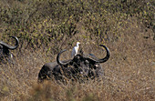 African buffalo and cattle egret
