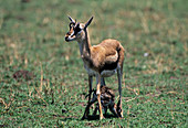 Newborn Thompson's gazelle