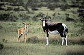 Bontebok mother and calf