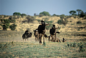 Blue wildebeest herd running