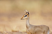 Kirk's dik-dik