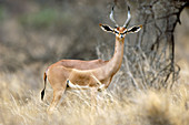 Male gerenuk gazelle