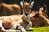 Eland antelope calf