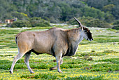 Eland bull