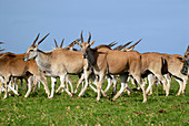 Eland antelope herd