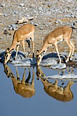 Female impalas drinking
