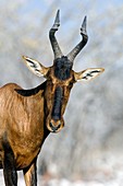 Red hartebeest