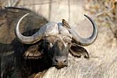 Cape buffalo and yellow-billed oxpecker