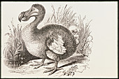 Engraving of the extinct dodo