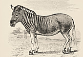 Engraving of the extinct quagga