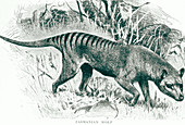 Engraving of the Tasmananian wolf,Thylacinus sp