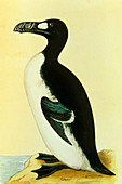 Artwork of the extinct Great Auk bird