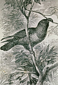 Extinct slender-billed kea,Nestor productus