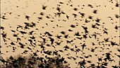 Huge flock of starlings
