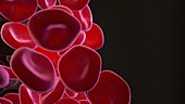 Blood Cells