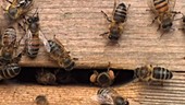 Honey bees in a box