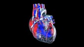 Transparent heart