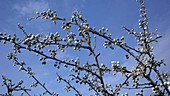 Apple tree blooming