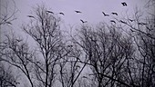 Cranes over trees