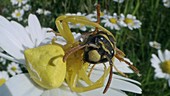 Crab spider eats wasp