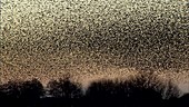 Flying flock of starlings