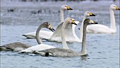 Swans taking off