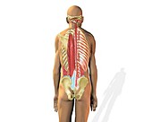 Spinal muscle tension, bad posture