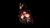 Rotating transparent heart