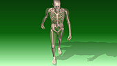Skeleton walking