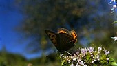 Lycaena phlaeas