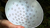 Strawberries poured into a colander