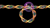 DNA topoisomerase