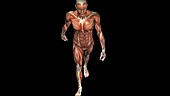 Muscular structure male walking
