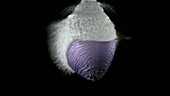 Purple balloon bursting - water filled