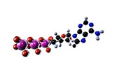 Adenosine triphosphate