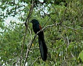 Madagascan Bird