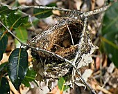 Apperts Greenbul chicks in nest