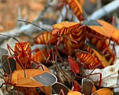 Madagascan insects