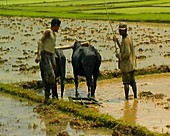 Workers ploughing rice paddies