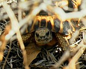 Radiated Tortoise - Geochelone radiata