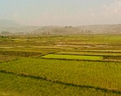 Rice paddy fields
