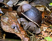 Giant snail, Ranomafana Reserve