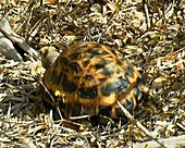 Radiated Tortoise - Geochelone radiata